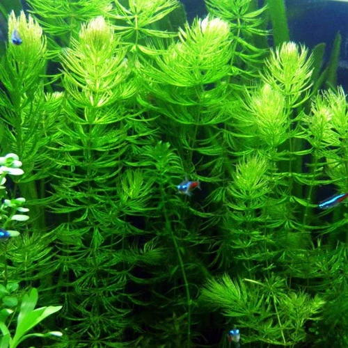 Ceratophyllum demersum | No Transgénicas |