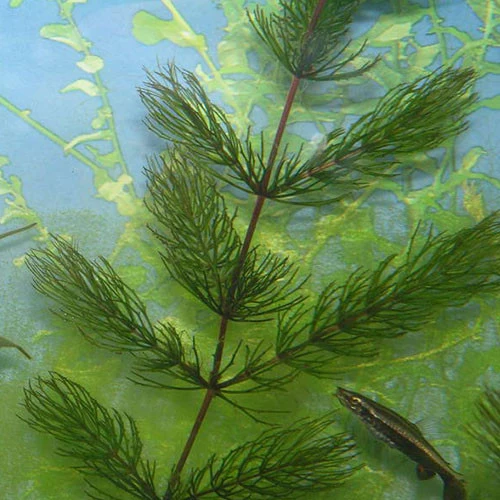 Ceratophyllum demersum | No Transgénicas |