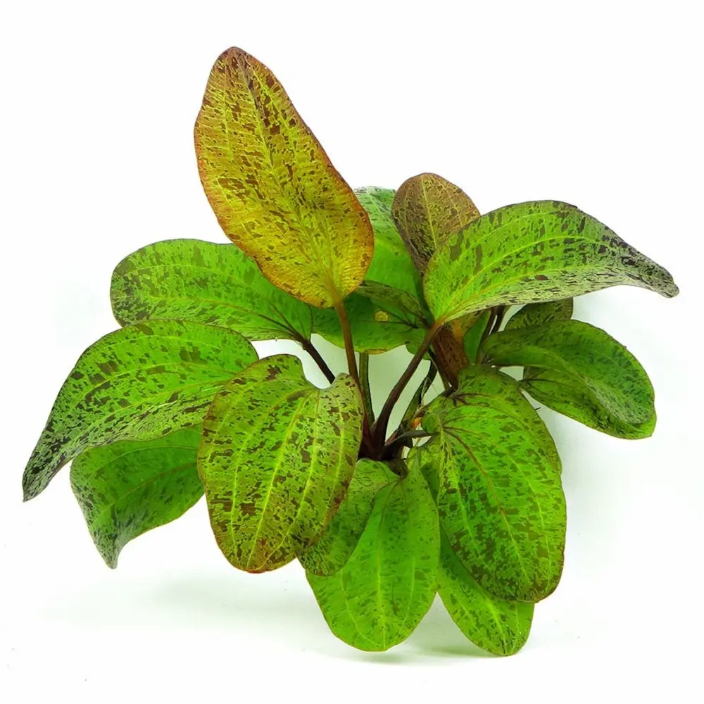 Echinodorus Ozelot – Planta Acuática de Hojas Estampadas para Acuarios Plantados con Instrucciones de Cultivo