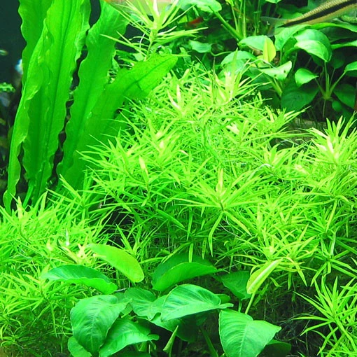 Esquejes de Heteranthera zosterifolia