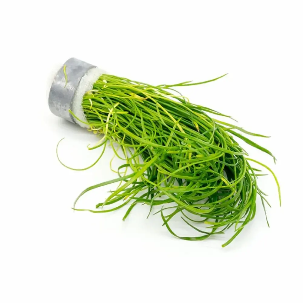 Isoetes vetata – Planta Acuática Subacuática para Acuarios y Biotopos Naturales Listas para Plantar