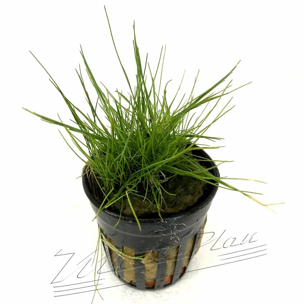 Kit de Germinación Eleocharis parvula – Césped Genuino para Acuarios Plantados de Agua Dulce