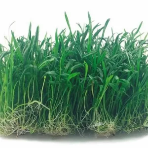 Lilaeopsis en Malla 15x10 cm – Planta Tapizante Lista para Colocar en Acuarios de Agua Dulce en Sobre de 50 Semillas