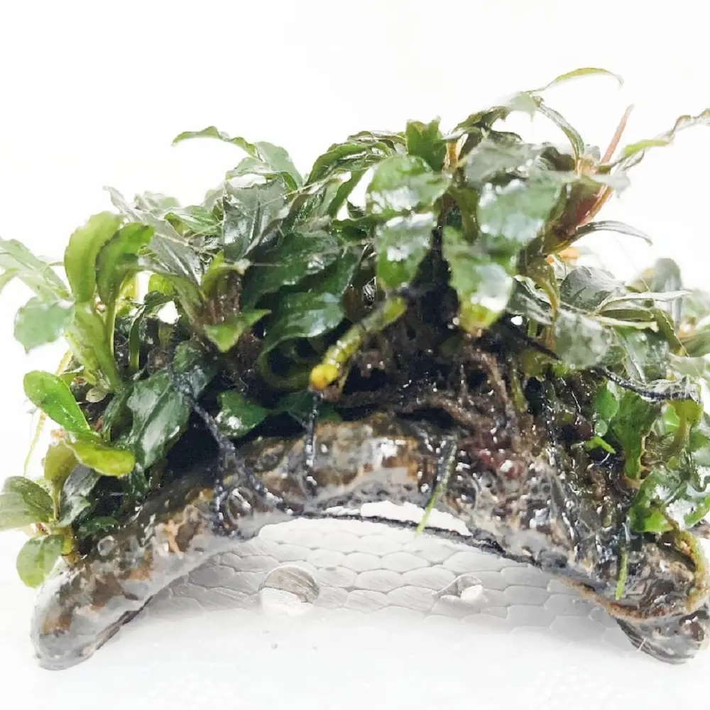 Mini Puente con Bucephalandra – Decoración Original para Acuarios con Plantas Epífitas