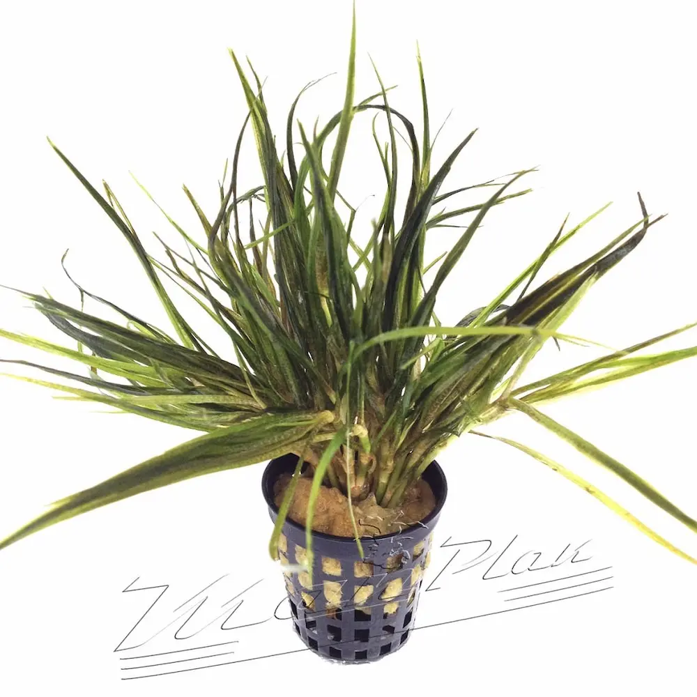 Planta de Interior Blyxa japonica – Planta de Aspecto Silvestre para Acuarios Plantados de Agua Dulce
