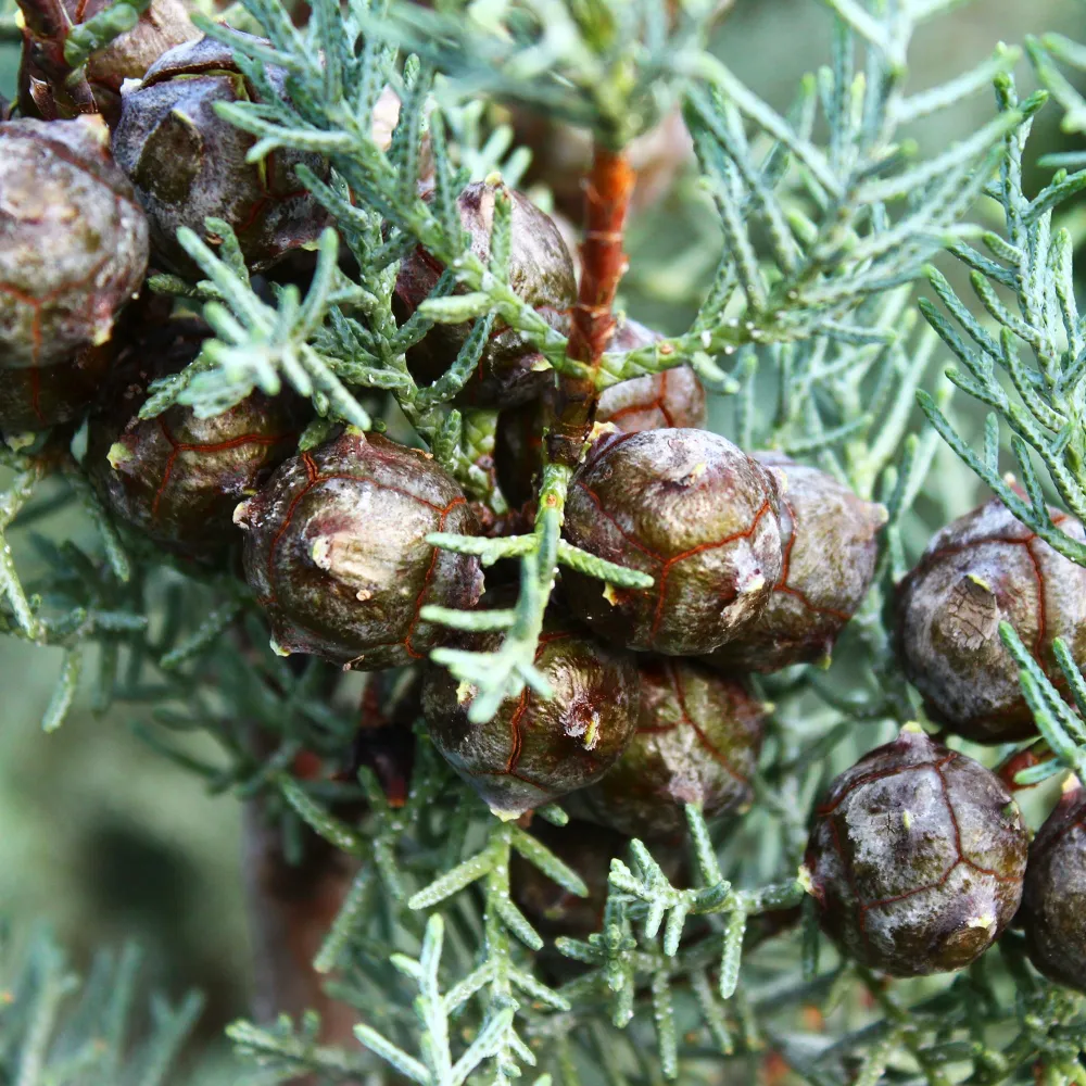 Plántula de Ciprés de Arizona plateado - Cupressus arizonica 'Glauca'