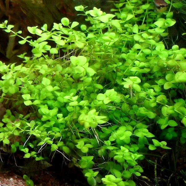 Resistente la Intemperie Micranthemum umbrosum