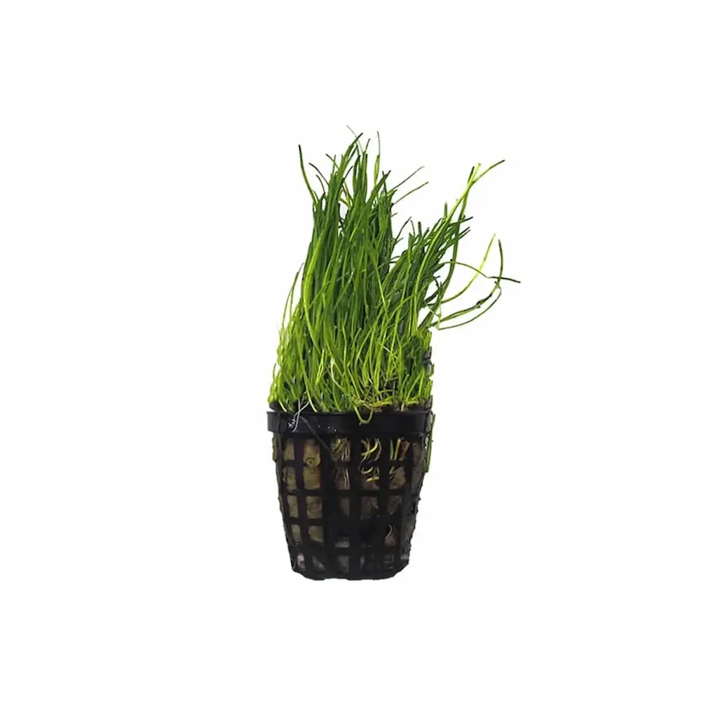 Semillas de Hortaliza Lilaeopsis Novae-Zelandiae – Planta Tapizante Sin aditivos para Acuarios Plantados