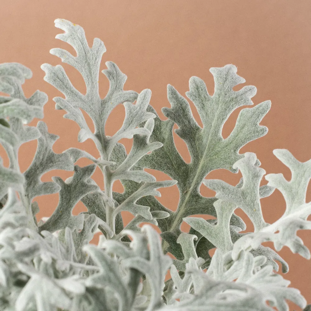 Set de Hierbas Jacobaea maritima - Senecio Cineraria