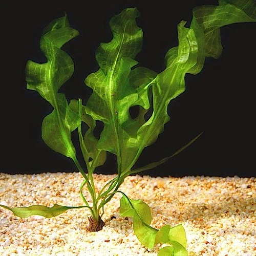 Variedad de Jardín Aponogeton ulvaceus
