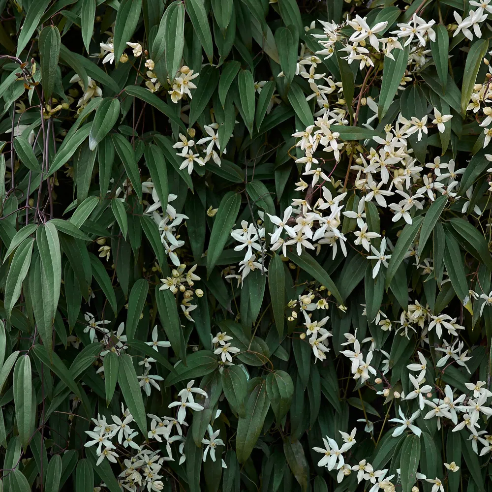 Clematis armandii Certificadas Ecológicas