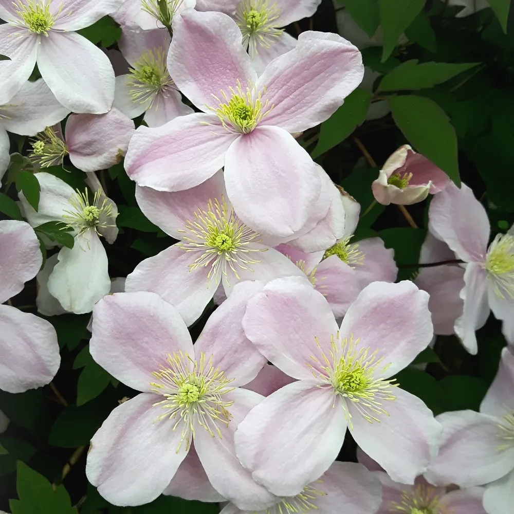 Clematis montana var. Rubens Variedad Heirloom
