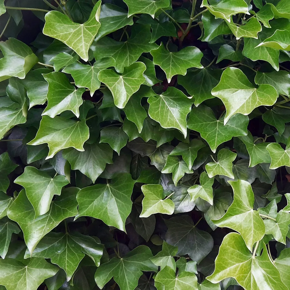 Hedera hibernica (Hiedra de Irlanda) de Temporada de Primavera