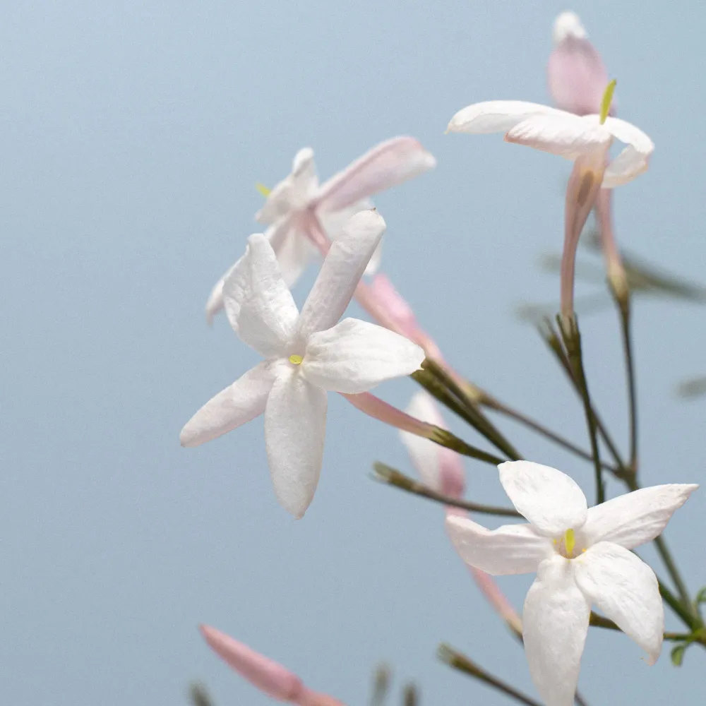 Jazmín rosa (Jasminum polyanthum) Certificadas Ecológicas