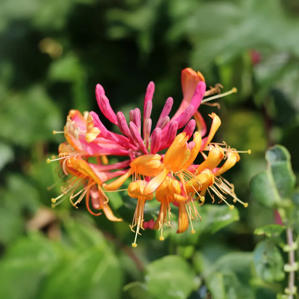 Lonicera × heckrottii 'Goldflame' (Madreselva amarilla y rosa) | No Transgénicas |