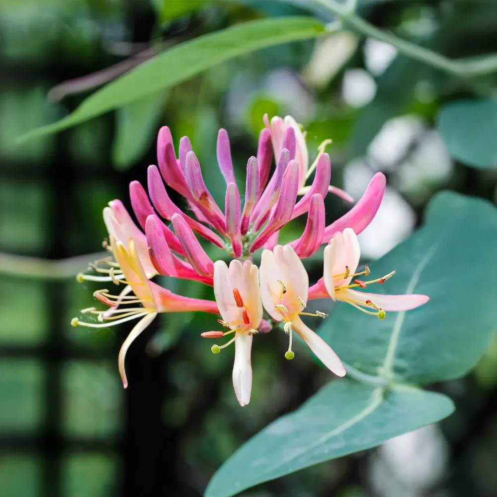 Lonicera periclymenum 'Belgica'(Madreselva temprana) para Zona de Sombra