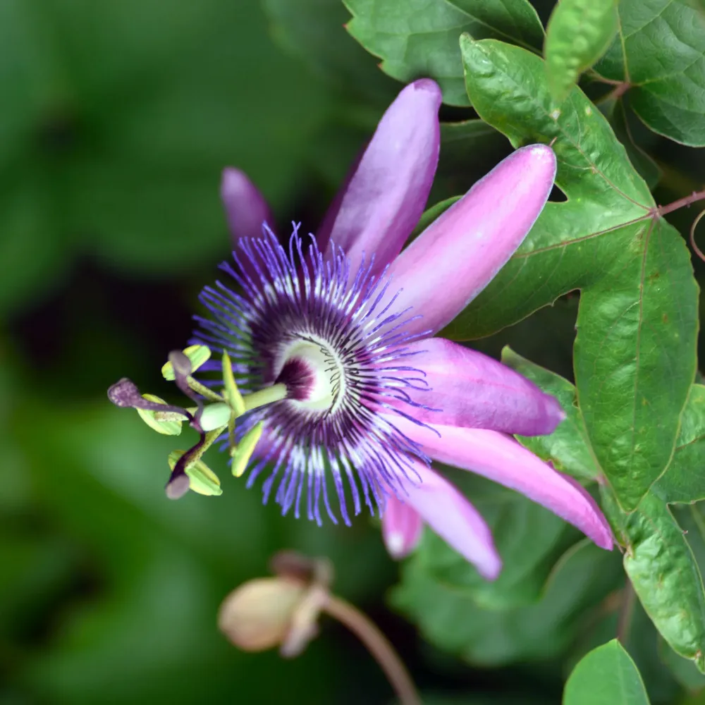 Passiflora × violacea Resistentes Sequí