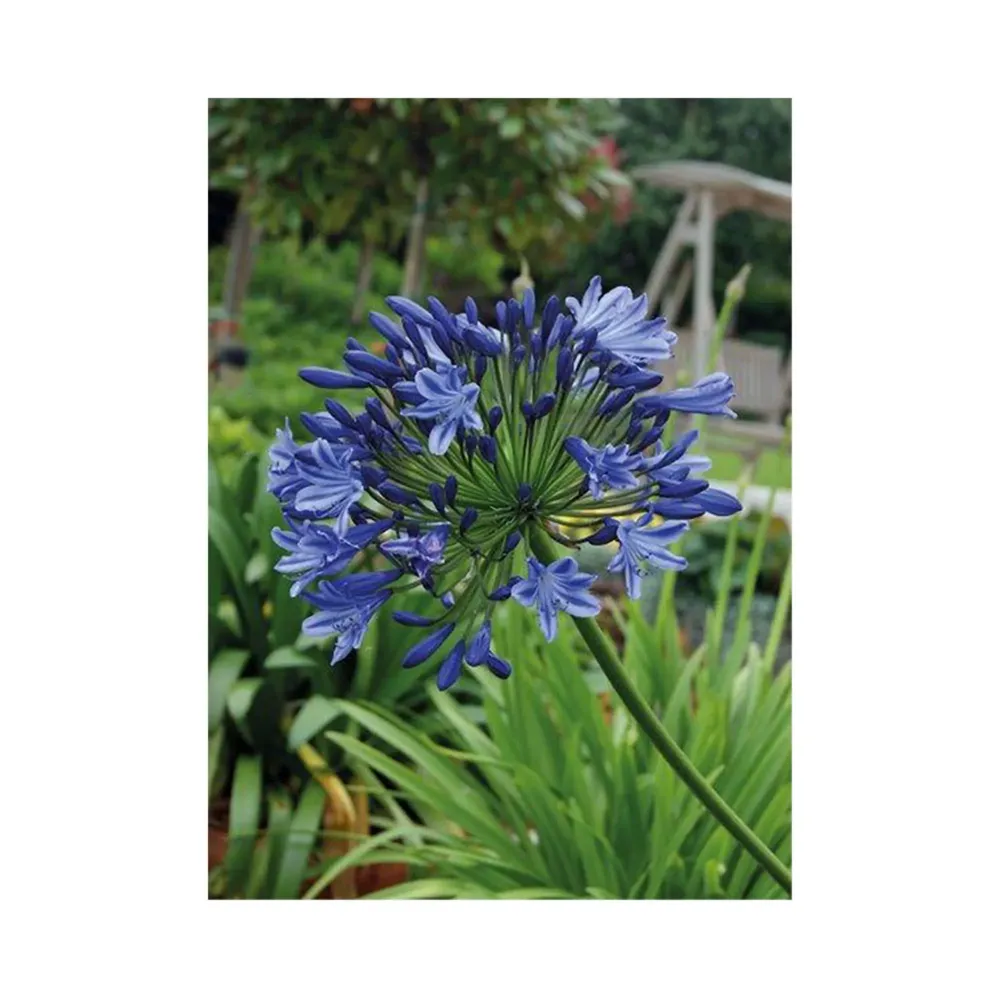 Planta de Interior Bulbos Agapanto Morado 1ud