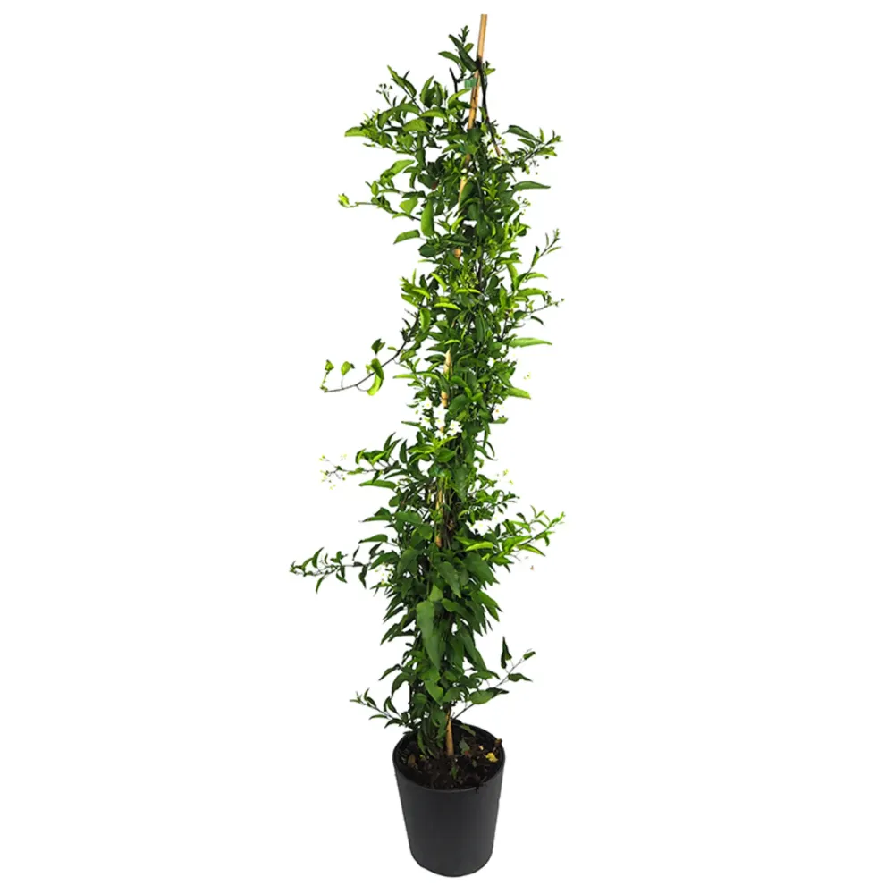Planta de Interior Solanum jasminoides