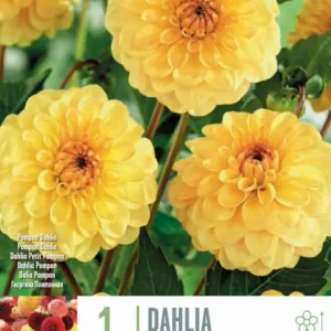 Plántula de Bulbos de Dahlia 'Golden Scepter'