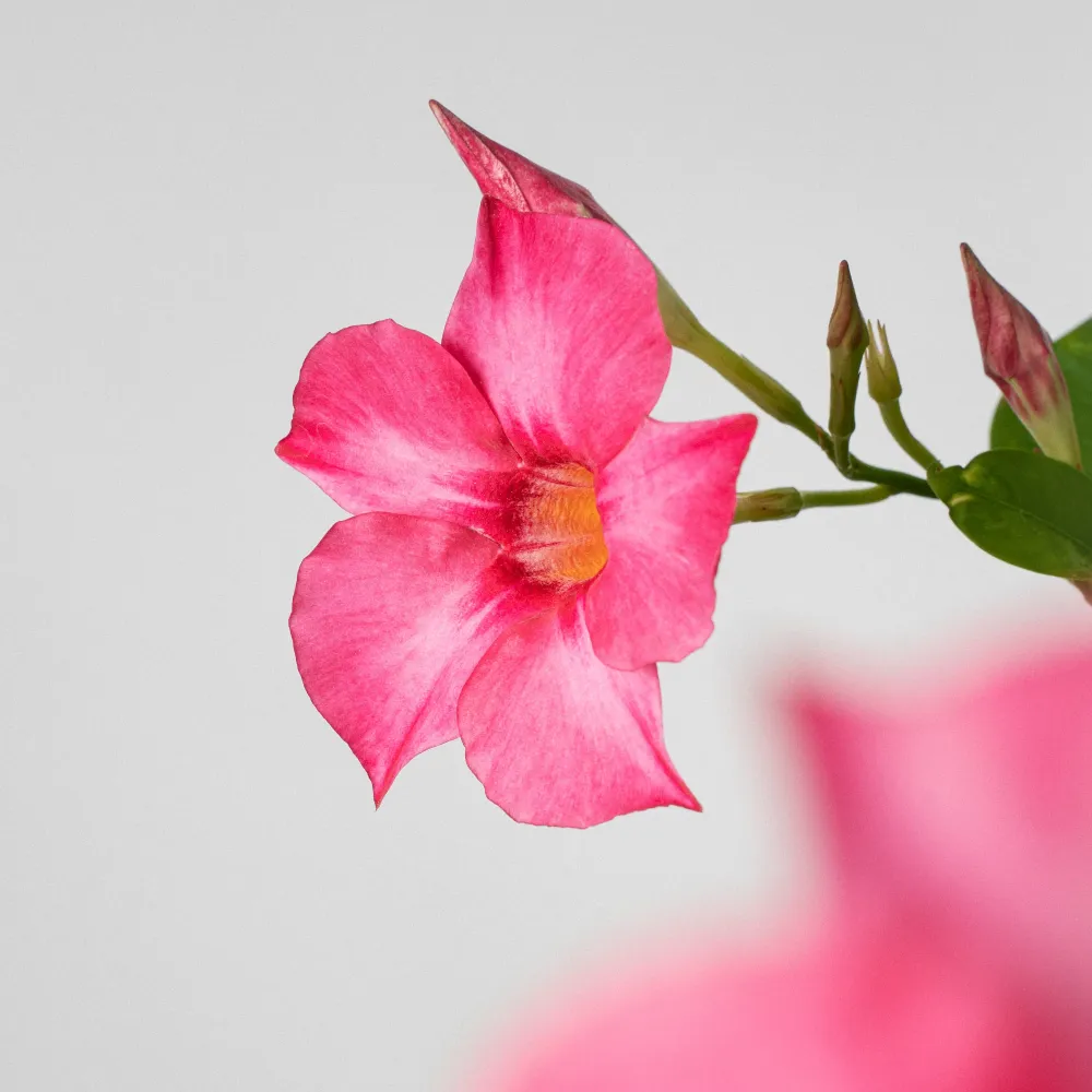 Plántula de Dipladenia Mandevilla (espaldera)