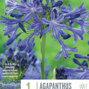 Premium Certificado Bulbos Agapanto Africanus Morado 1ud