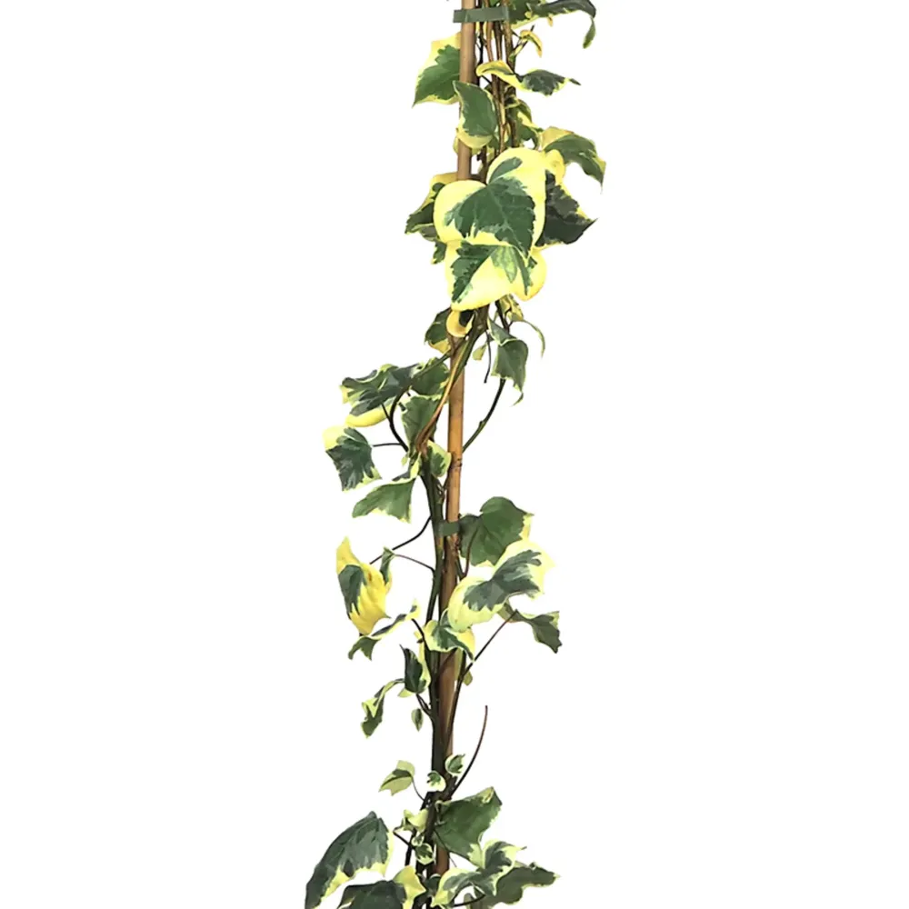 Resistente la Intemperie Hiedra "Gloria de Marengo" (hedera algeriensis)