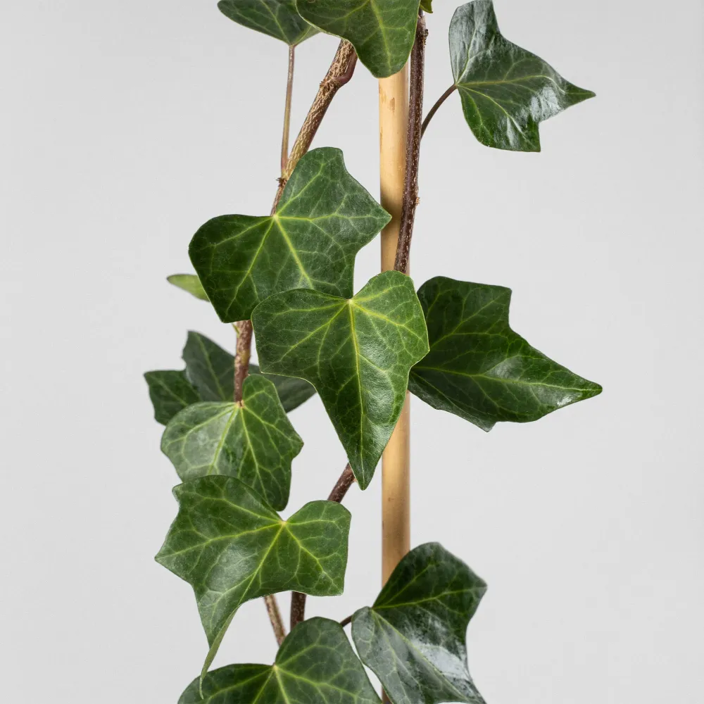 Set de Hierbas Hiedra Canaria (hedera canariensis)