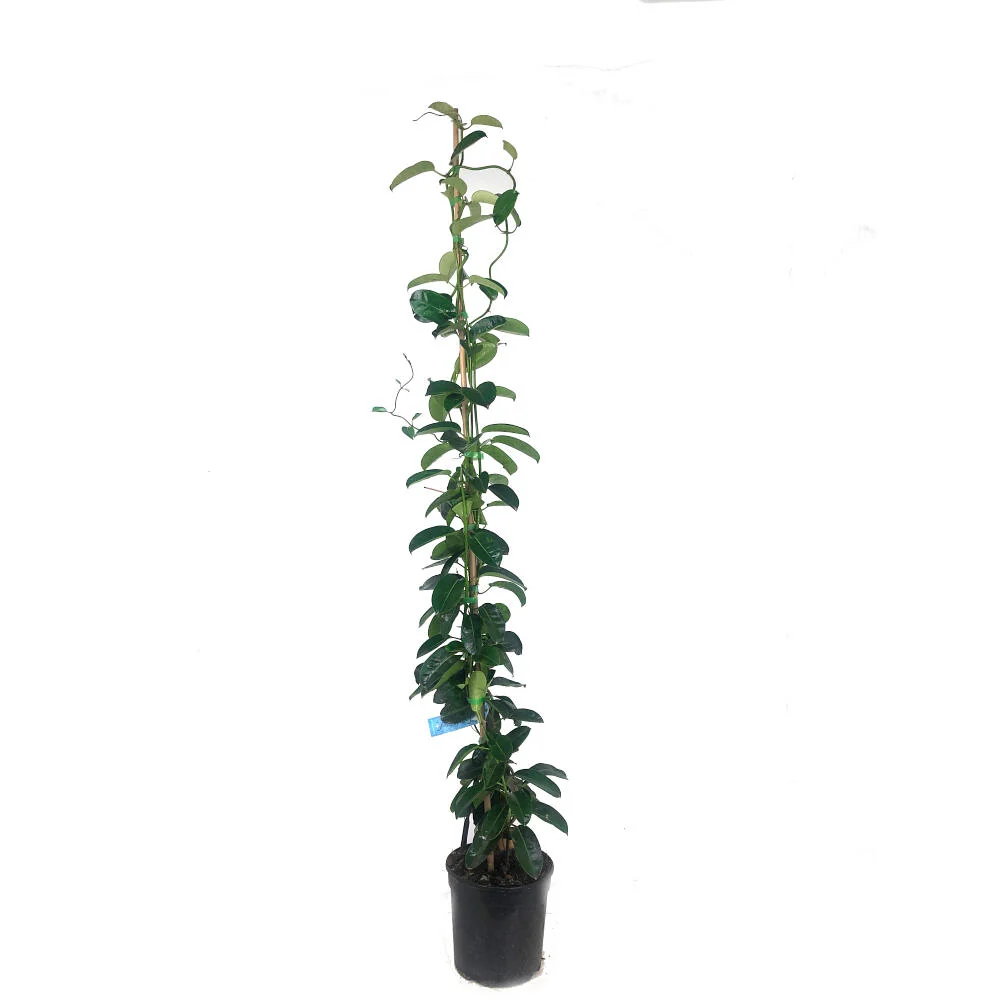 Stephanotis Floribunda M20 160cm (jazmin De Madagascar) - Listo para Plantar