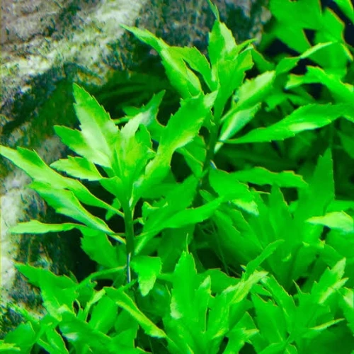 Penthorum sedoides en Sobre de 50 Semillas
