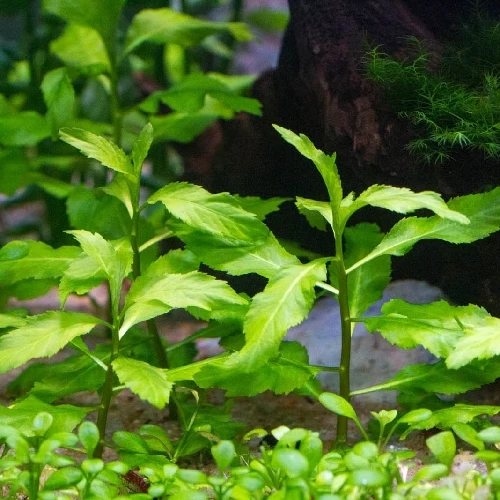 Penthorum sedoides en Sobre de 50 Semillas