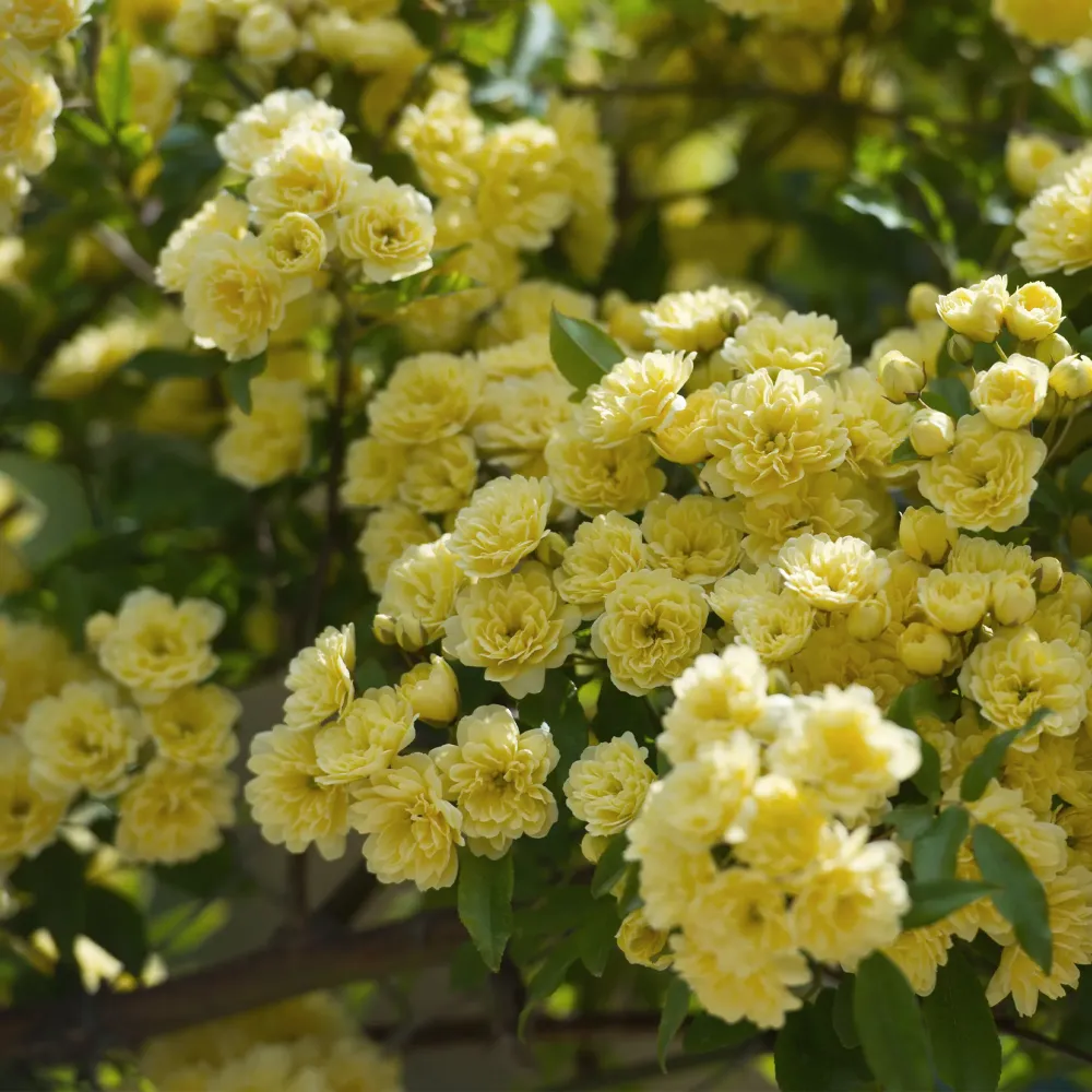 Rosa banksiae 'Lutea' con Instrucciones de Cultivo