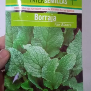 Sobre De Semillas De Borraja De Flor Blanca con Alto Rendimiento