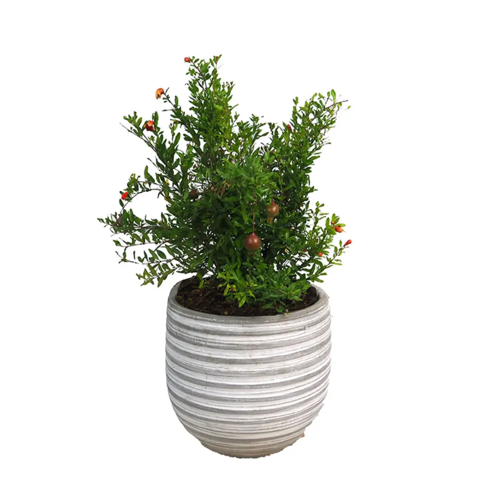 Esquejes de Punica granatum 'Nana' (Granado enano)
