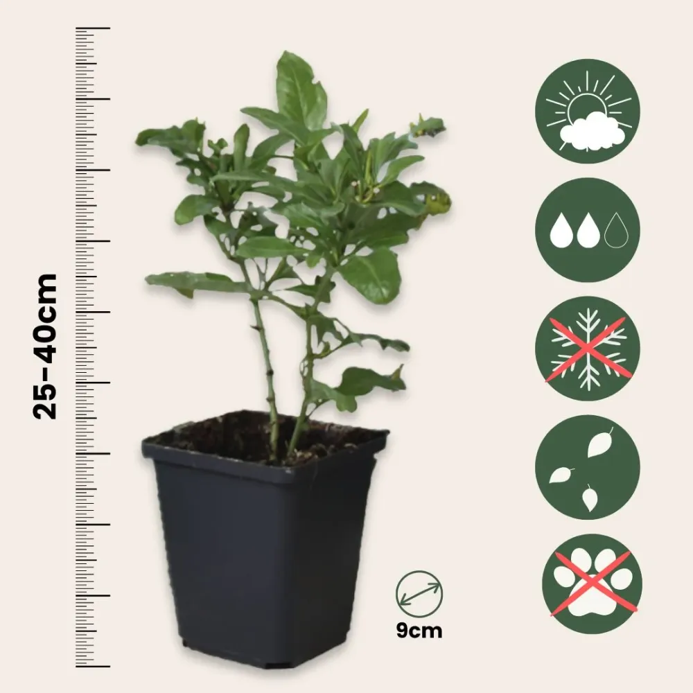 Jazmín Del Cielo - 6 Pzs - Plumbago Auriculata - Altura 25-40cm - ⌀9cm con Garantí de Germinación