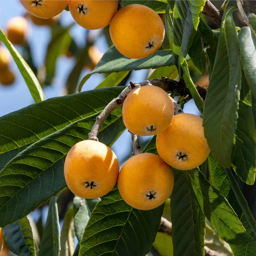 Kit de Germinación Níspero (árbol frutal)
