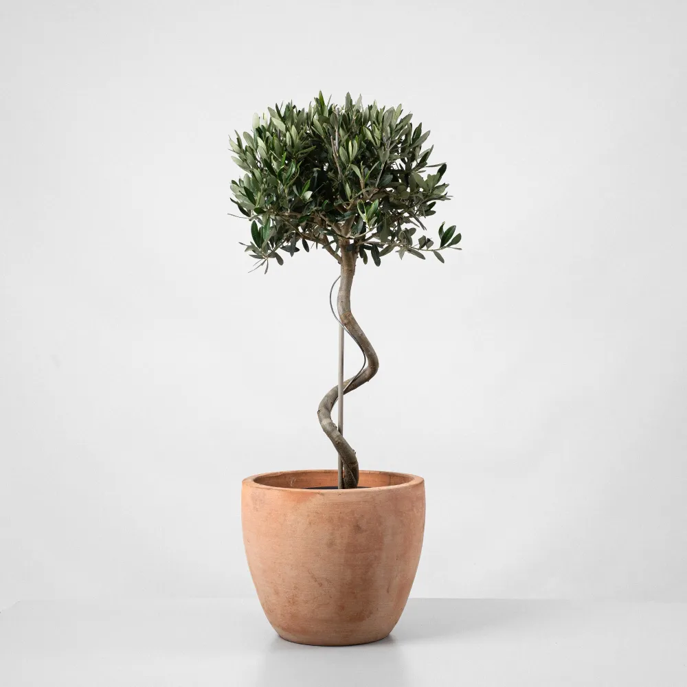 Olivo 'Cipressino' en Espiral (Olea europaea) Variedad Heirloom