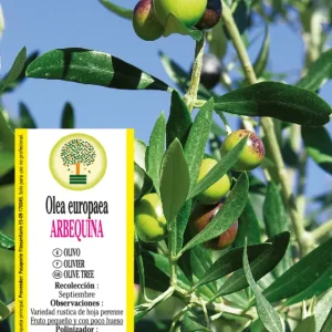 Olivo Olea europaea 'Arbequina' - Listo para Plantar