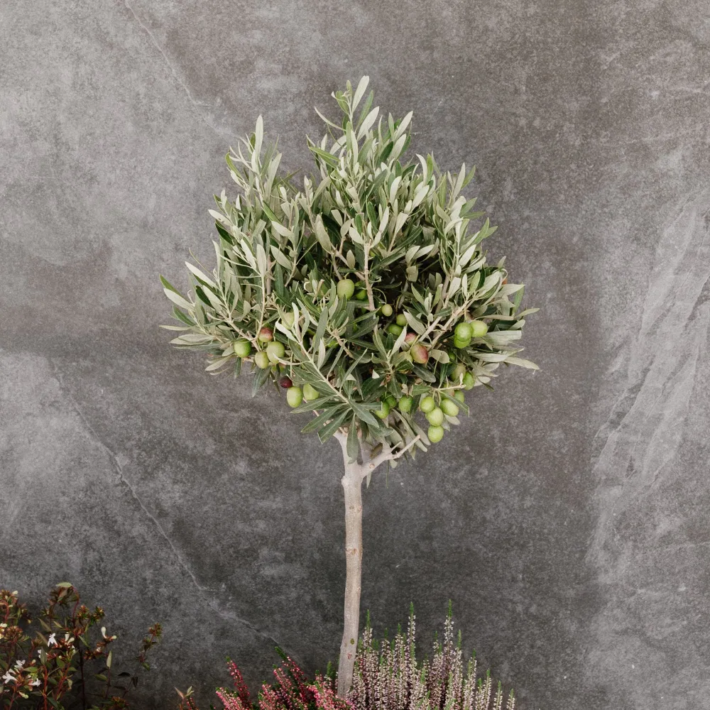 Olivo (olea europaea) - Listo para Plantar