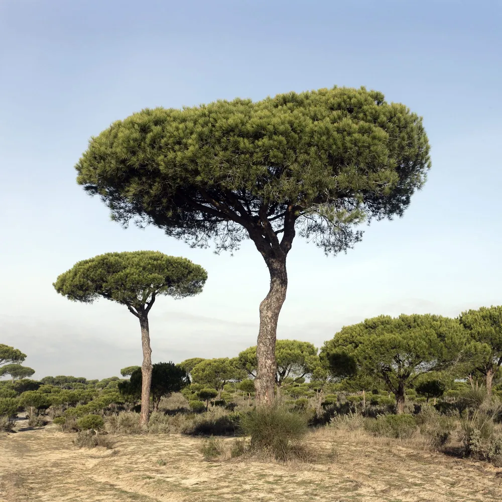 Plántula de Pinus pinea (Pino piñonero)