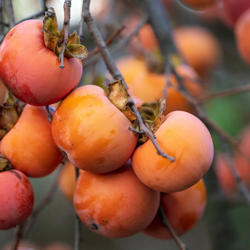 Premium Certificado Kaki "Rojo Brillante" (árbol frutal)