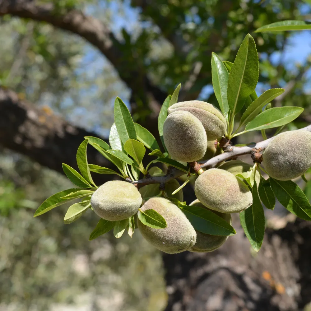 Semillas de Hortaliza Almendro 'Marcona' (Prunus Dulcis)