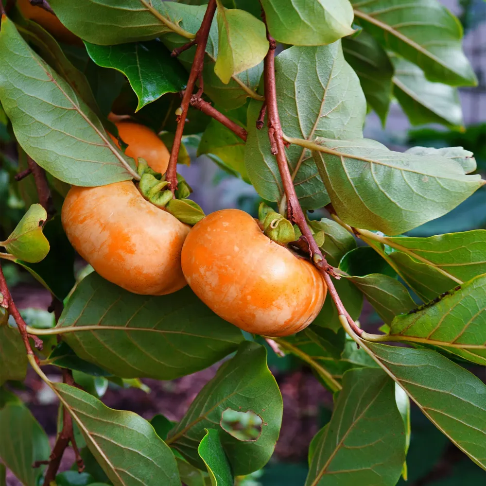 Semillas de Hortaliza Diospyros kaki 'Fuyu'