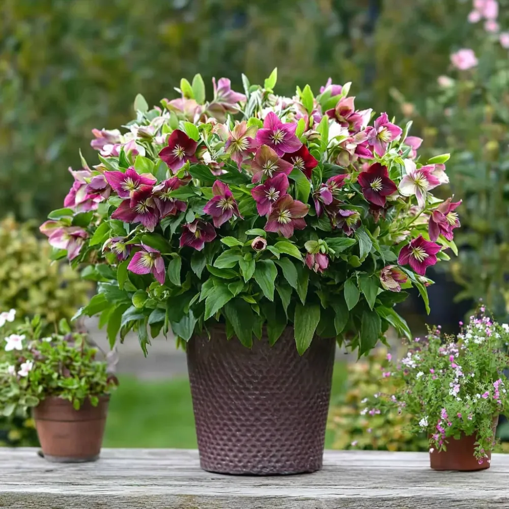 Semillas de Hortaliza Eléboro - 6 Pzs - Helleborus Orientalis - Altura 20-30cm - ⌀12cm