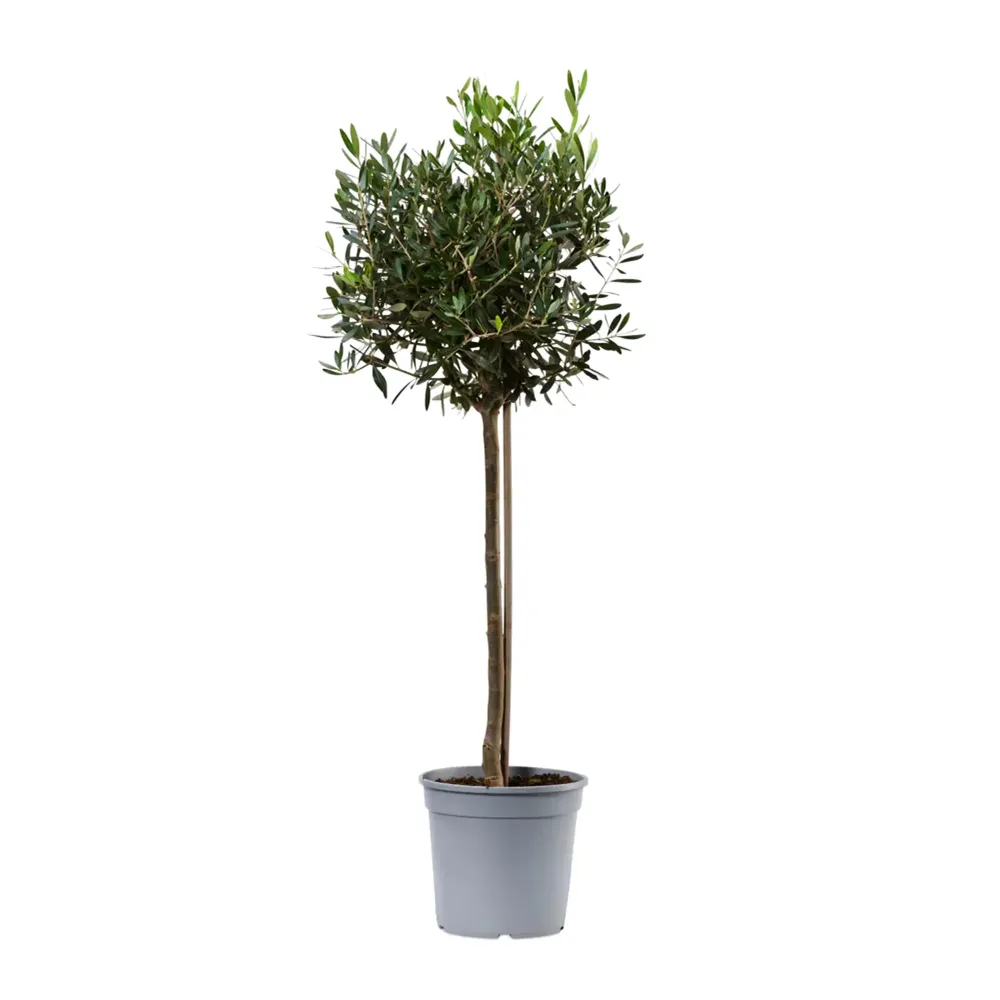 Semillas de Hortaliza Olivo 'Cipressino' (Olea europaea)