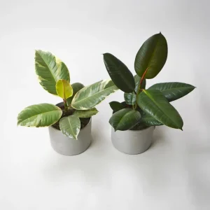 Set de Hierbas Pack Ficus
