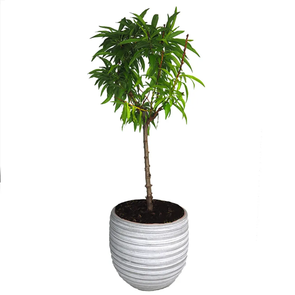 Variedad Autóctona de Melocotonero enano (Prunus persica nana)