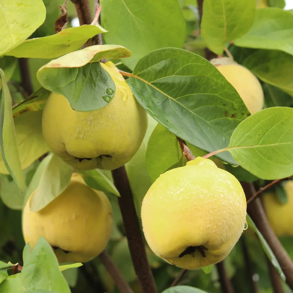 Variedad de Jardín Membrillero Gigante (Cydonia oblonga 'Wranja')