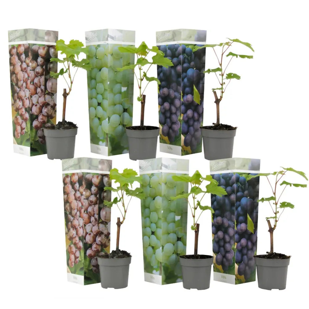 La Vid - 6 Pzs - Vitis Vinifera - Altura 25-40cm - ⌀9cm con Instrucciones de Cultivo