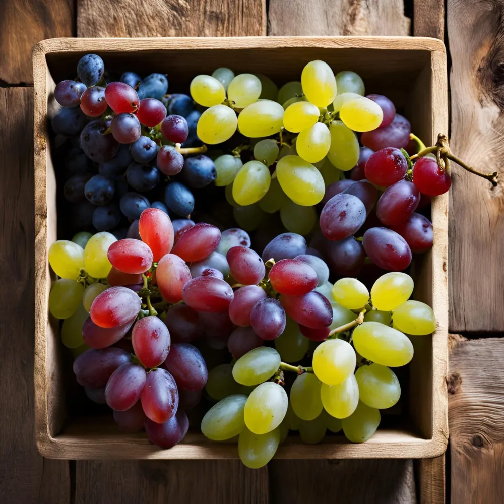 La Vid - 6 Pzs - Vitis Vinifera - Altura 25-40cm - ⌀9cm con Instrucciones de Cultivo